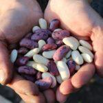 https://greekap.gr/wp-content/uploads/2017/10/runner-beans-1835646_1280.jpg