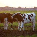 αγελάδα, βοσκότοποι, κτηνοτροφία