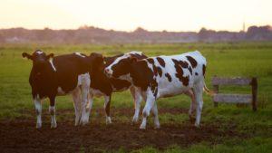αγελάδα, βοσκότοποι, κτηνοτροφία