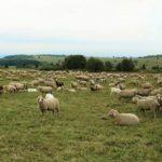 αιγοπρόβατα, κτηνοτροφία,πρόβατα, βιολογική, κτηνοτροφία