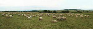 αιγοπρόβατα, κτηνοτροφία,πρόβατα, βιολογική, κτηνοτροφία