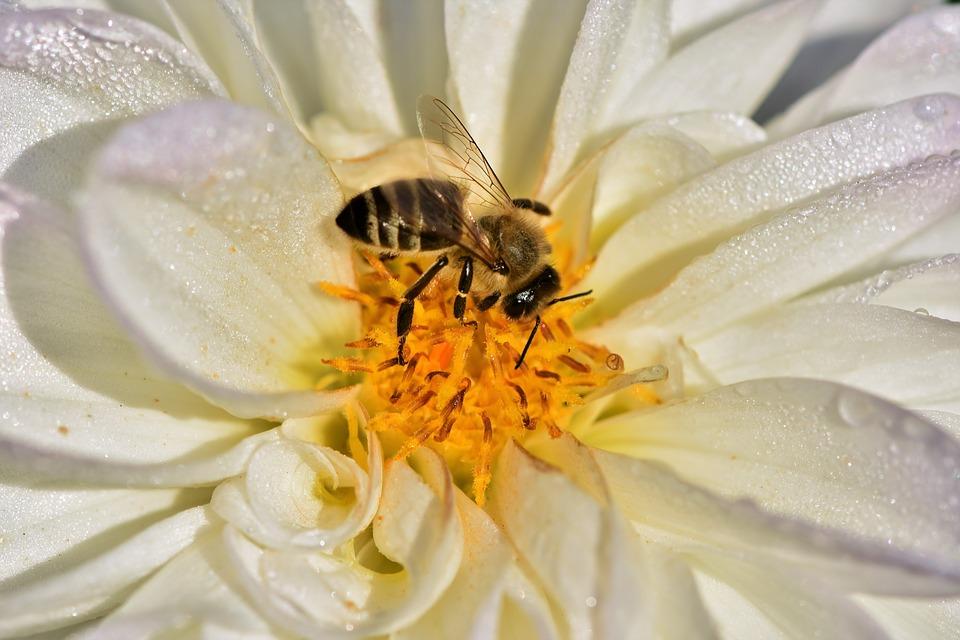 μέλισσα, μέλι, λουλούδι, άνθος
