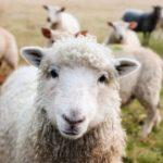 sheep,πρόβατα, κτηνοτροφία