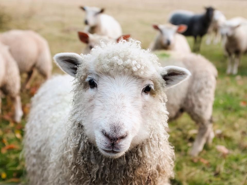 sheep,πρόβατα, κτηνοτροφία