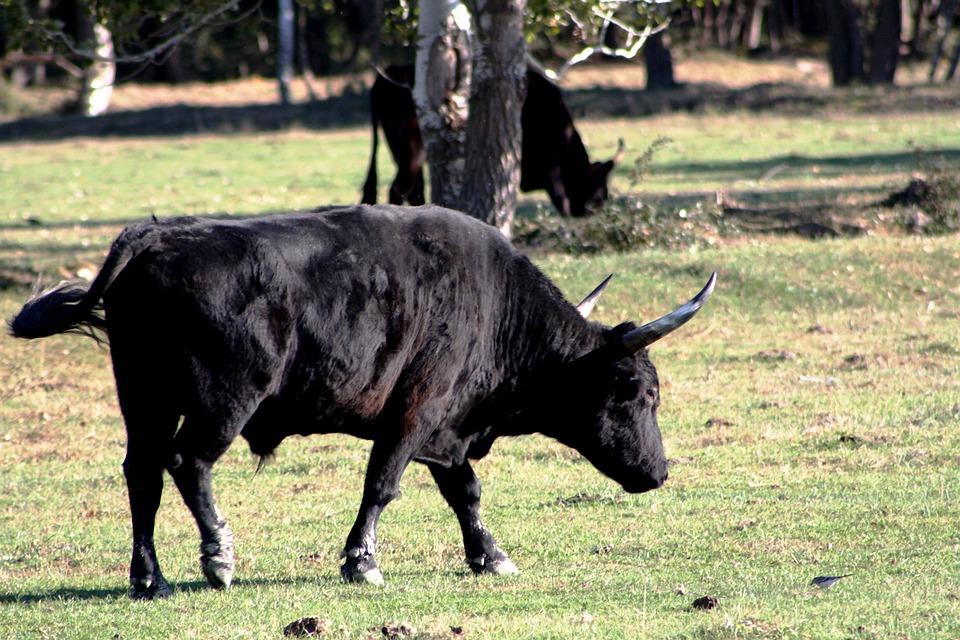 black,bull