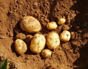 Σε εξέλιξη βρίσκονται οι φυτεύσεις πατάτας σε Ηλεία και Αχαΐα λόγω μεγάλων εισαγωγών, ελληνοποιήσεων και απουσίας ελέγχων
