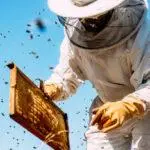 Beekeeper Working Collect Honey. Beekeeping Concept.