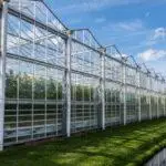 Great Tomato Nursery And Greenhouse In Harmelen With Summer Sky.