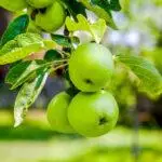 Πράσινο Μήλο Green Apple