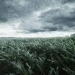 Green Maize Field In Front Of Dramatic Clouds And Rain