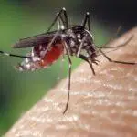Κουνούπι Mosquito