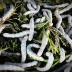 Σηροτροφία Silkworm