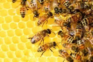 μέλισσες Μελισσοκομία