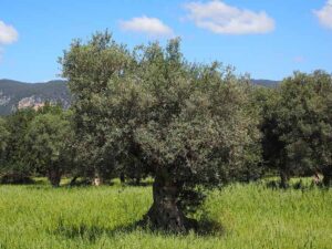 Παράταση εφαρμογής της υποχρεωτικής δήλωσης συγκομιδής ελαιοκάρπου