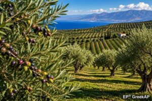 Ανδριανός: Υπογράφηκαν οι συμβάσεις για τα υλικά δακοκτονίας 2026–2028 και ξεκίνησαν ήδη οι παραδόσεις